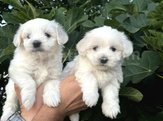 Mini Boy Mükemmel Maltese Bebekler görsel