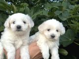 Mini Boy Mükemmel Maltese Bebekler