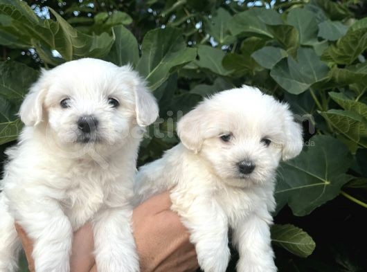 Mini Boy Mükemmel Maltese Bebekler görsel