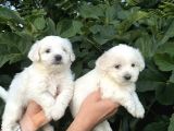 Mini Boy Mükemmel Maltese Bebekler