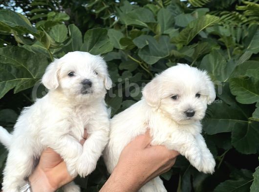 Mini Boy Mükemmel Maltese Bebekler görsel