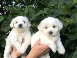 Mini Boy Mükemmel Maltese Bebekler