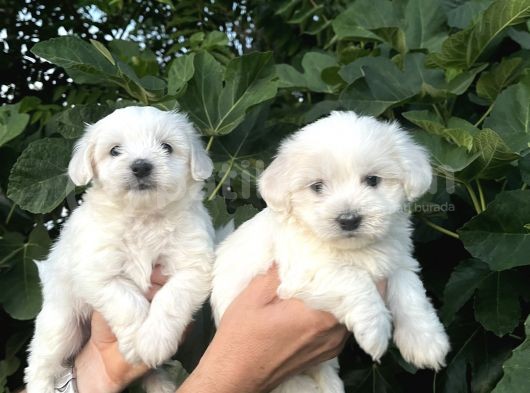 Mini Boy Mükemmel Maltese Bebekler görsel