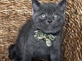 Uyguna Ayı Surat Erkek British Shorthair 