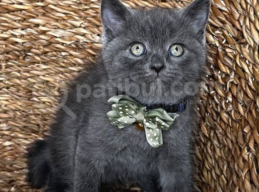 Uyguna Ayı Surat Erkek British Shorthair  görsel