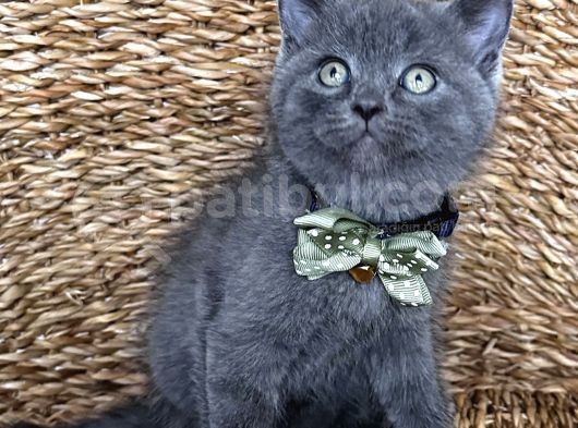Uyguna Ayı Surat Erkek British Shorthair 