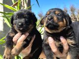 Rottweiler  Yavrularımız Bursa Türkiye Tüm İller Ve Avrupaya  Gönderim Mevcuttur