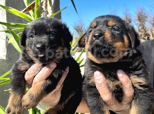 Rottweiler  Yavrularımız Bursa Türkiye Tüm İller Ve Avrupaya  Gönderim Mevcuttur görsel