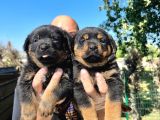 Rottweiler  Yavrularımız Bursa Türkiye Tüm İller Ve Avrupaya  Gönderim Mevcuttur