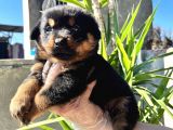 Rottweiler  Yavrularımız Bursa Türkiye Tüm İller Ve Avrupaya  Gönderim Mevcuttur
