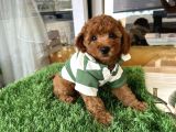 Evin Maskotu Olacak Poodle Bebişler