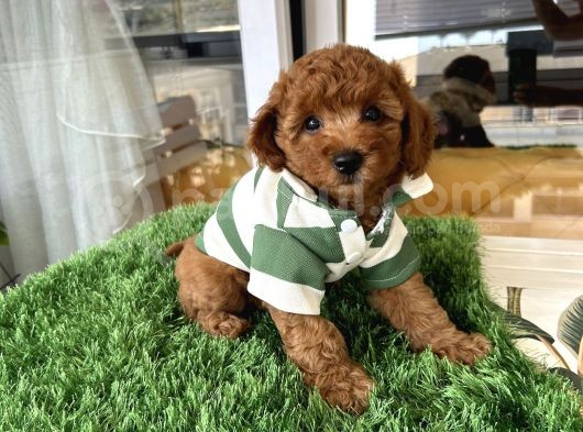 Evin Maskotu Olacak Poodle Bebişler görsel