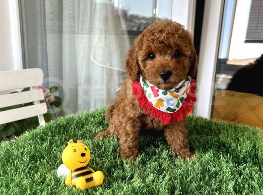 Evin Maskotu Olacak Poodle Bebişler görsel