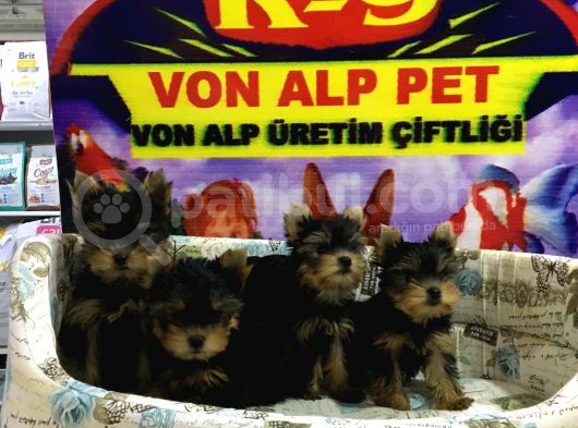 Vonalp Pet Torium Sube Garantisiyle Yorkshire Yavrularimiz