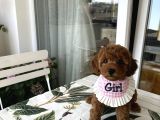 Evin Maskotu Olacak Poodle Bebişler