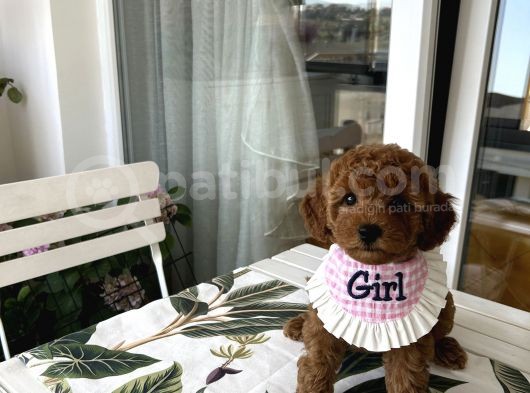 Evin Maskotu Olacak Poodle Bebişler görsel