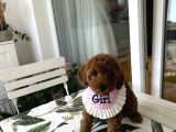 Evin Maskotu Olacak Poodle Bebişler