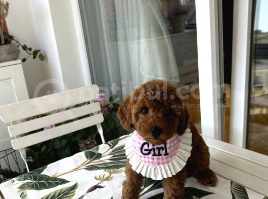 Evin Maskotu Olacak Poodle Bebişler görsel