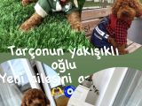 Evin maskotu olacak poodle bebişler
