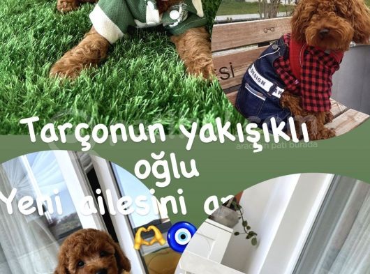 Evin Maskotu Olacak Poodle Bebişler