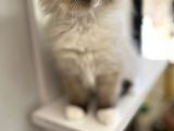 Maviş Ragdoll