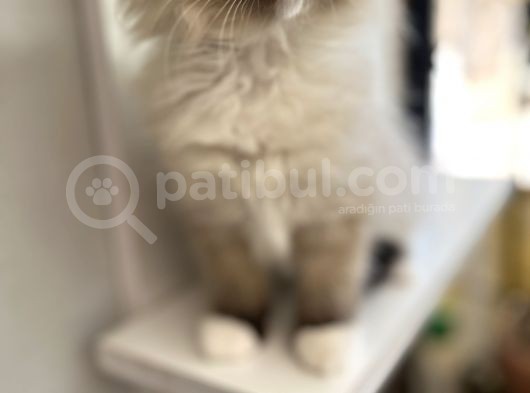 Maviş Ragdoll görsel