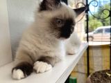 Maviş Ragdoll