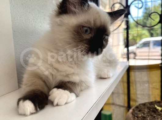 Maviş Ragdoll görsel