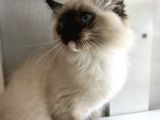 Maviş Ragdoll