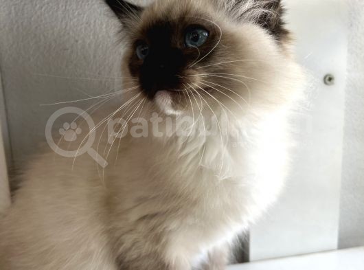 Maviş Ragdoll görsel