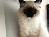 Maviş Ragdoll