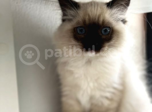 Maviş Ragdoll