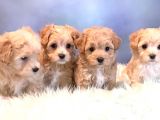 BOL TÜYLÜ KIVIRCIK MALTİPOO YAVRULAR 
