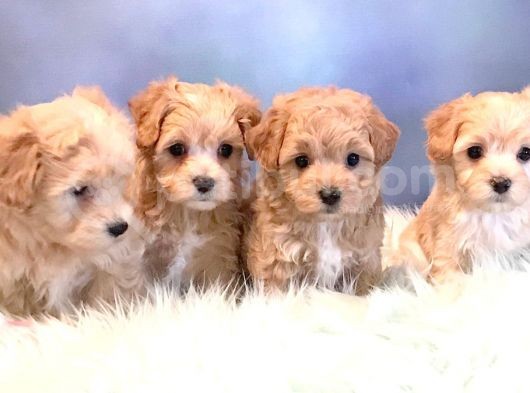 Bol Tüylü Kivircik Malti̇poo Yavrular 