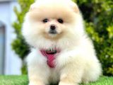 Safkan Pomeranian Boo Yavrularımız