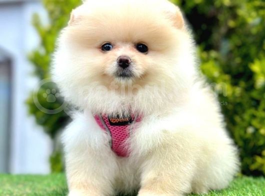 Safkan Pomeranian Boo Yavrularımız görsel