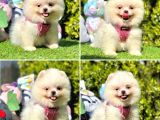 Show Kalite Pomeranian Boo Yavrular
