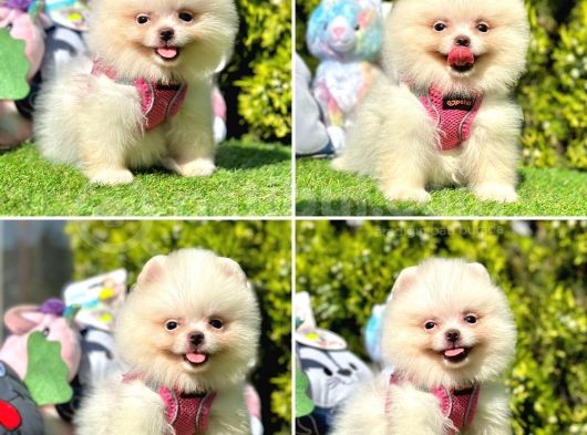 Show Kalite Pomeranian Boo Yavrular