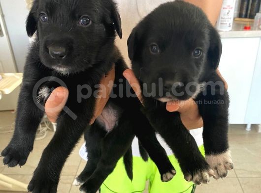 Babyface Siyah Golden Retriever Ev Yavrusu görsel