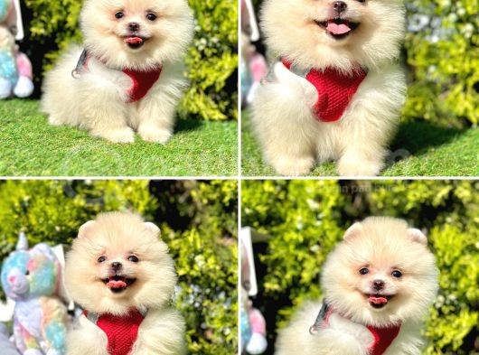 Show Kalite Pomeranian Boo Yavrular