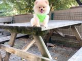 Show Kalite Pomeranian Boo Yavrular