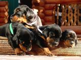 KING DOBERMAN YAVRULAR