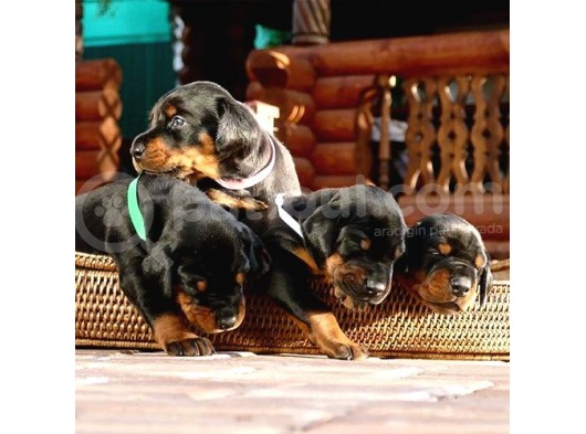 King Doberman Yavrular