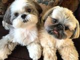 ÜST KALİTE SHIH-TZU YAVRULAR