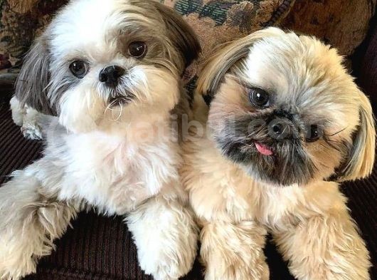 Üst Kali̇te Shih-Tzu Yavrular