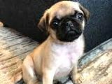 ÜST KALİTE GÜL KUYRUK PUG YAVRULAR 