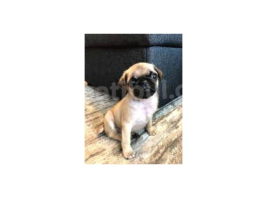 Üst Kali̇te Gül Kuyruk Pug Yavrular 