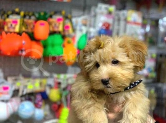 VONALP PET TORIUM SUBE GARANTISIYLE ORJINAL IRKTA MALTIPOO YAVRULARIMIZ
