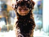 EFSANE KALITEDE TOY POODLE YAVRULAR VONALP PET GARANTISIYLE
