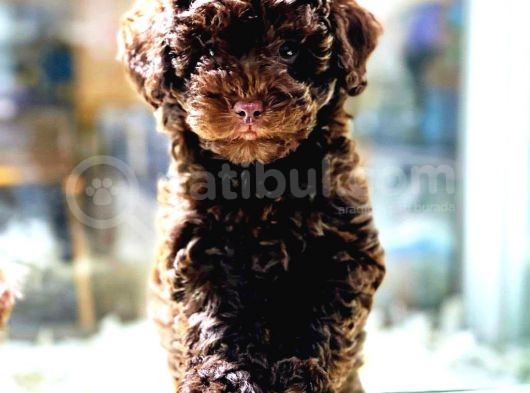 Efsane Kalitede Toy Poodle Yavrular Vonalp Pet Garantisiyle